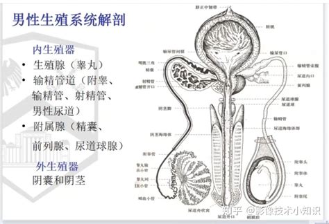 男人的生殖器